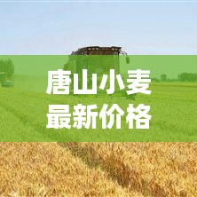 唐山小麥最新價格行情分析與市場走勢探討