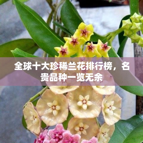 全球十大珍稀蘭花排行榜，名貴品種一覽無余