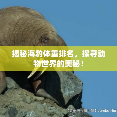 揭秘海豹體重排名，探尋動物世界的奧秘！