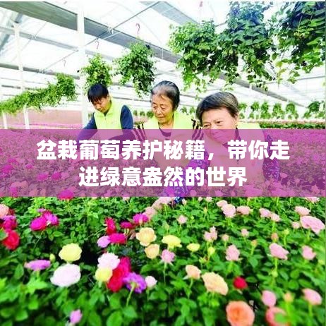 盆栽葡萄養(yǎng)護(hù)秘籍，帶你走進(jìn)綠意盎然的世界