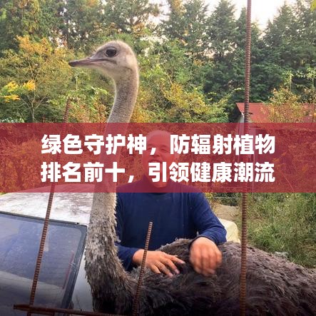 綠色守護(hù)神，防輻射植物排名前十，引領(lǐng)健康潮流新風(fēng)尚