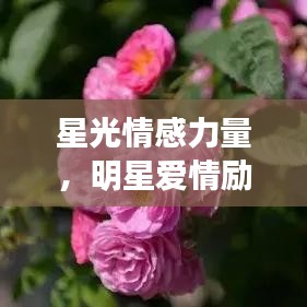 星光情感力量，明星愛情勵志語錄薈萃