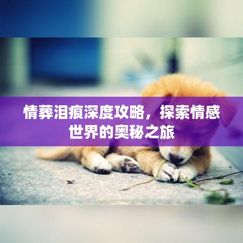 情葬淚痕深度攻略，探索情感世界的奧秘之旅