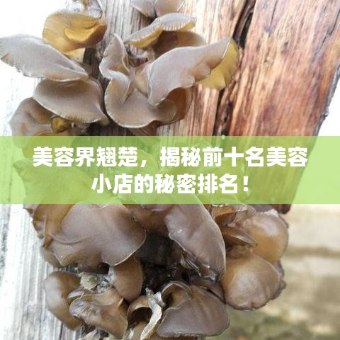 美容界翹楚，揭秘前十名美容小店的秘密排名！