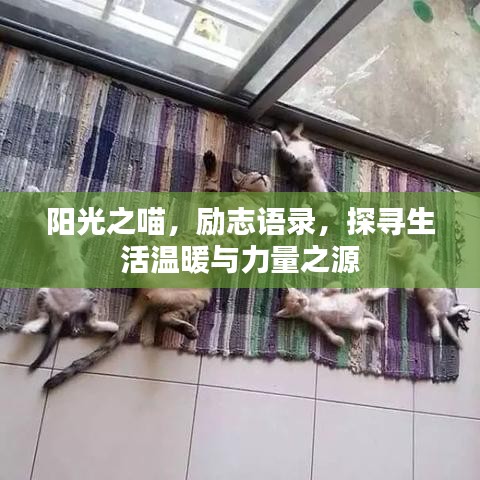 陽光之喵，勵(lì)志語錄，探尋生活溫暖與力量之源