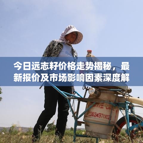 今日遠志籽價格走勢揭秘，最新報價及市場影響因素深度解析