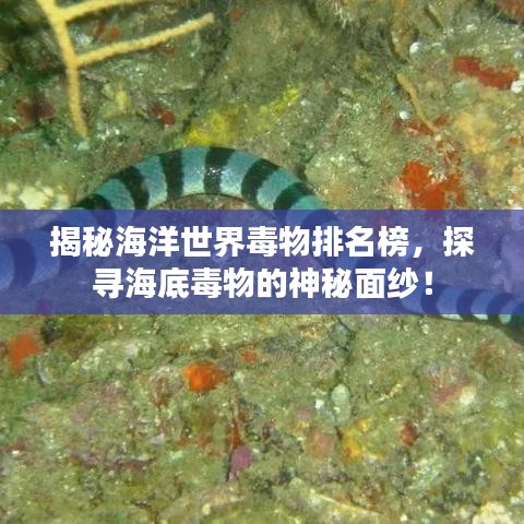 揭秘海洋世界毒物排名榜，探尋海底毒物的神秘面紗！