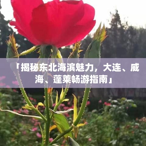 「揭秘東北海濱魅力，大連、威海、蓬萊暢游指南」