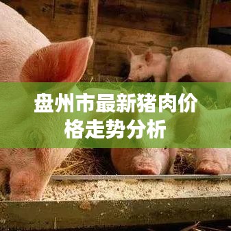 盤(pán)州市最新豬肉價(jià)格走勢(shì)分析