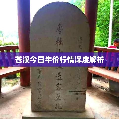 蒼溪今日牛價(jià)行情深度解析