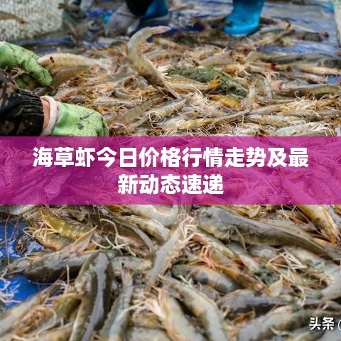 海草蝦今日價格行情走勢及最新動態(tài)速遞