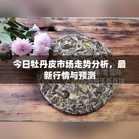 今日牡丹皮市場走勢分析，最新行情與預(yù)測