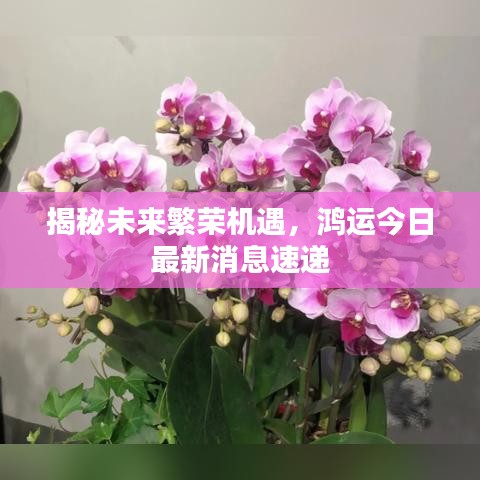 揭秘未來繁榮機(jī)遇，鴻運(yùn)今日最新消息速遞