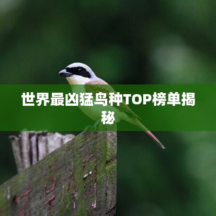 世界最兇猛鳥種TOP榜單揭秘