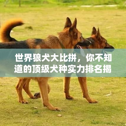 世界狼犬大比拼，你不知道的頂級犬種實力排名揭秘