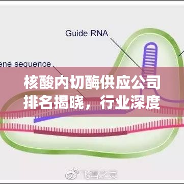 核酸內(nèi)切酶供應(yīng)公司排名揭曉，行業(yè)深度洞察與趨勢(shì)展望