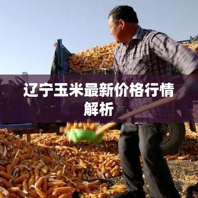 遼寧玉米最新價格行情解析