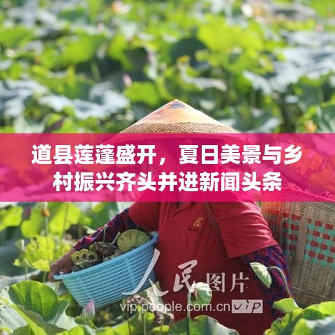 道縣蓮蓬盛開，夏日美景與鄉(xiāng)村振興齊頭并進(jìn)新聞?lì)^條