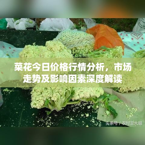 菜花今日價(jià)格行情分析，市場(chǎng)走勢(shì)及影響因素深度解讀