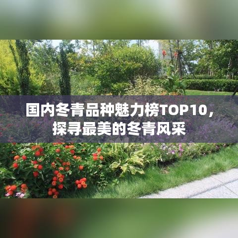 國內(nèi)冬青品種魅力榜TOP10，探尋最美的冬青風(fēng)采