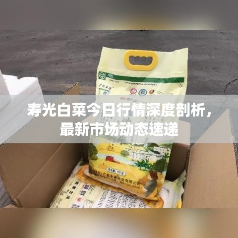 壽光白菜今日行情深度剖析，最新市場(chǎng)動(dòng)態(tài)速遞