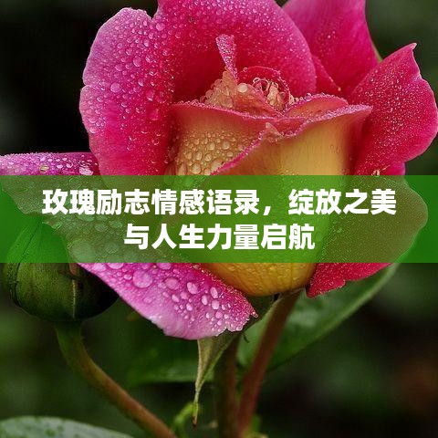 玫瑰勵志情感語錄，綻放之美與人生力量啟航