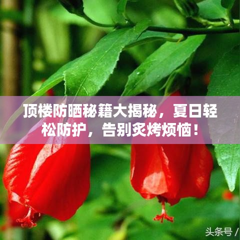 頂樓防曬秘籍大揭秘，夏日輕松防護，告別炙烤煩惱！