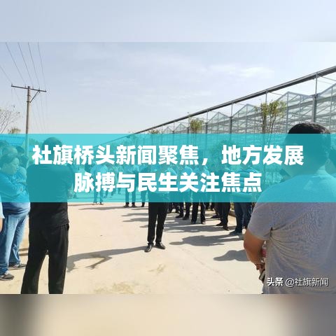 社旗橋頭新聞聚焦，地方發(fā)展脈搏與民生關(guān)注焦點