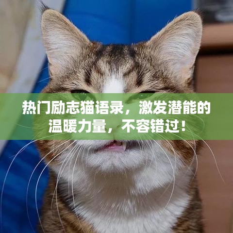 熱門勵志貓語錄，激發(fā)潛能的溫暖力量，不容錯過！
