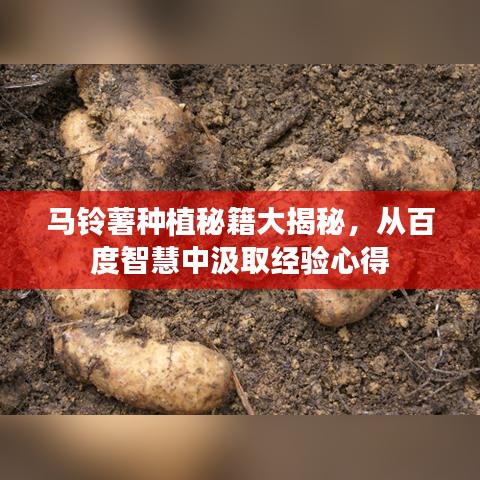馬鈴薯種植秘籍大揭秘，從百度智慧中汲取經(jīng)驗(yàn)心得