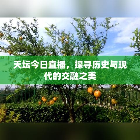 天壇今日直播，探尋歷史與現(xiàn)代的交融之美