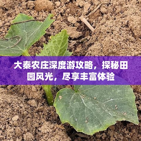 大秦農(nóng)莊深度游攻略，探秘田園風(fēng)光，盡享豐富體驗