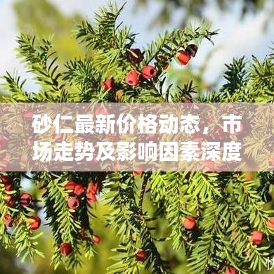 砂仁最新價格動態(tài)，市場走勢及影響因素深度解析