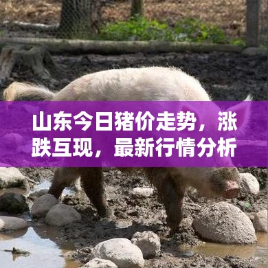 山東今日豬價(jià)走勢，漲跌互現(xiàn)，最新行情分析！