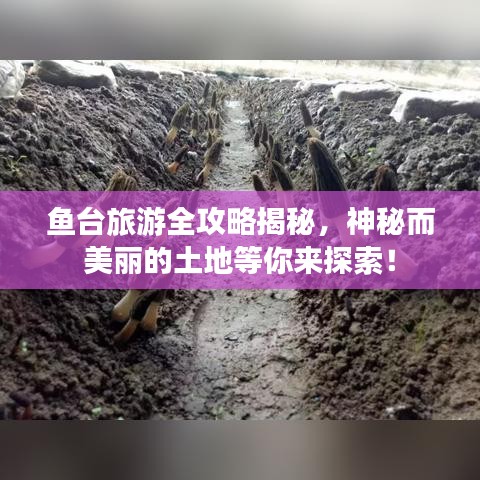 魚臺旅游全攻略揭秘，神秘而美麗的土地等你來探索！