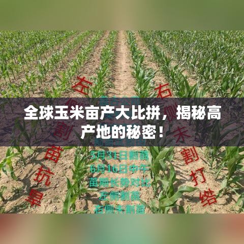 全球玉米畝產(chǎn)大比拼，揭秘高產(chǎn)地的秘密！